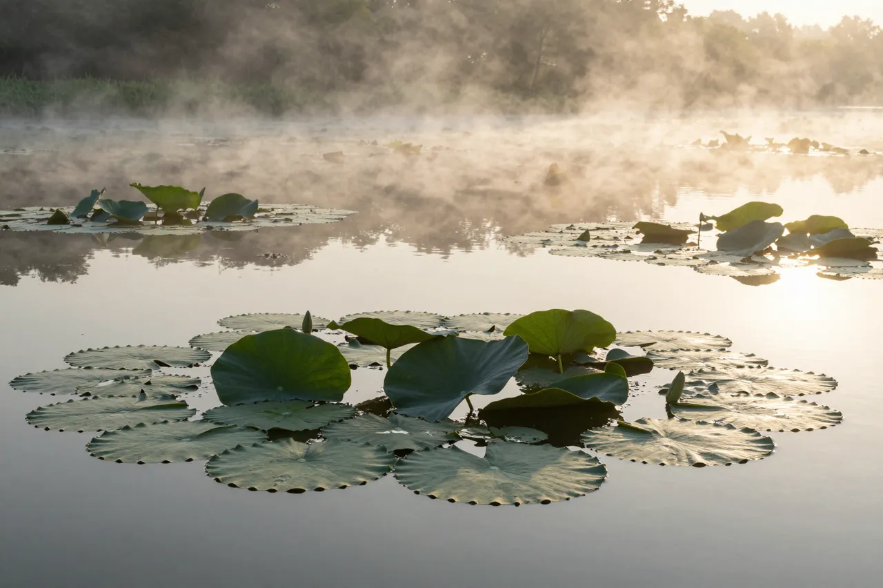 Warm sunrise light spills over rising mist and lily pads on a quiet calm pond