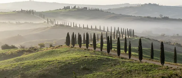Rolling green Tuscan hills lined with cypress trees under soft morning fog