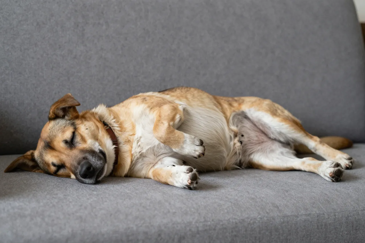 A relaxed mixed breed dog sleeps belly up on a gray fabric sofa