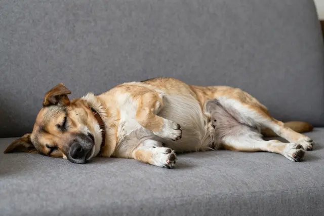 A relaxed mixed breed dog sleeps belly up on a gray fabric sofa