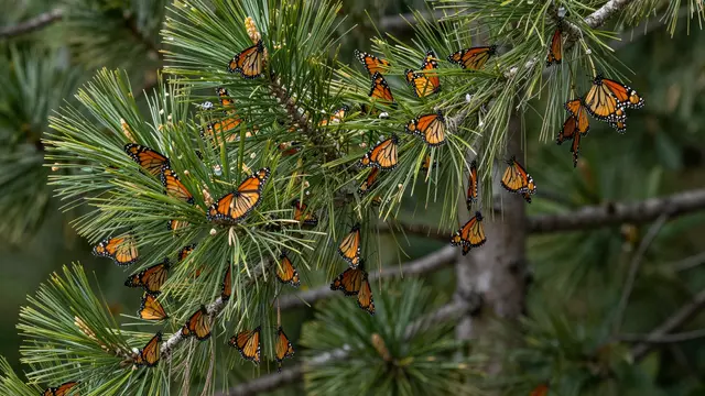 A cluster of orange and black monarch butterflies perched on green pine needle branches in a forest.