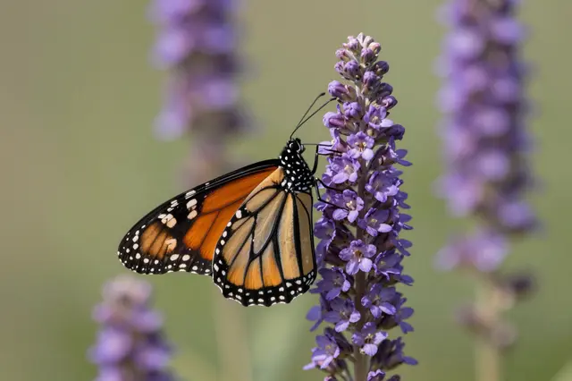 A monarch butterfly with open wings rests on a purple liatris flower spike in soft summer light