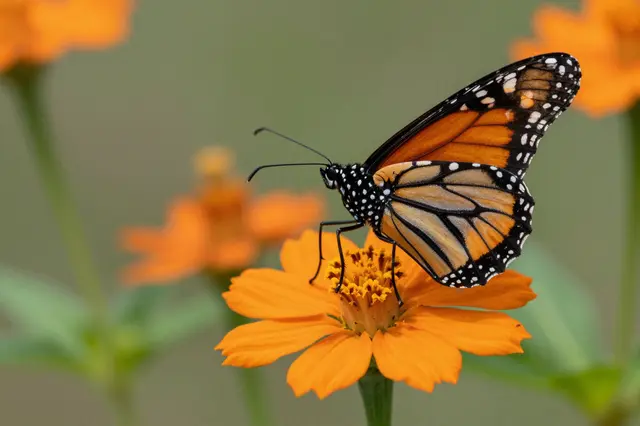 A monarch butterfly perches on the center of a bright orange zinnia flower.