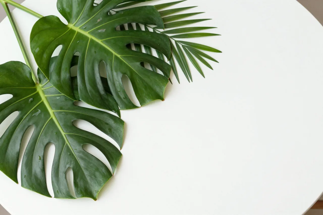 Top view of fresh monstera leaves and palm fronds arranged on a smooth white table with empty copy space to the right