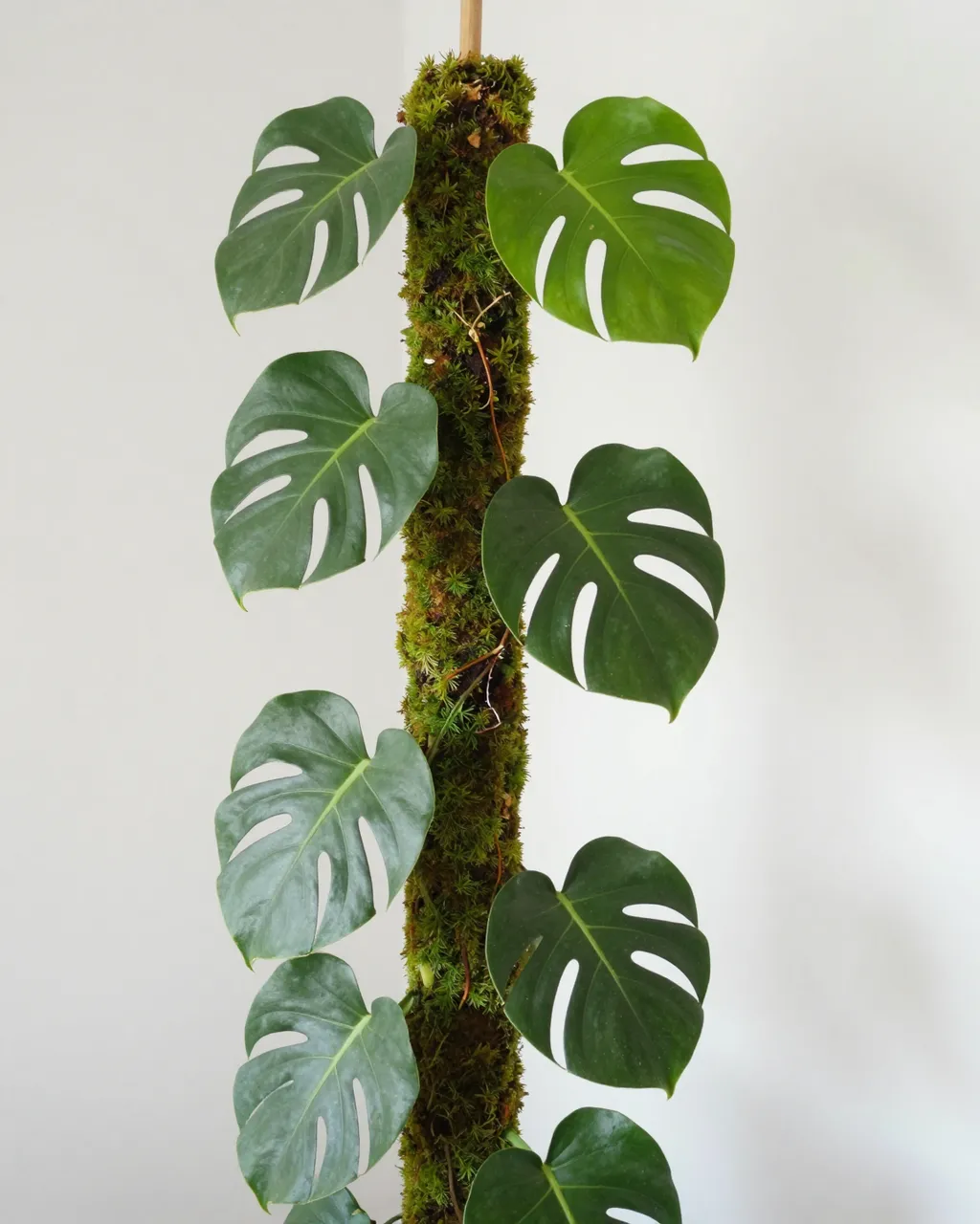 Tropical monstera deliciosa plant with split leaves climbs a tall moss pole against a plain light wall