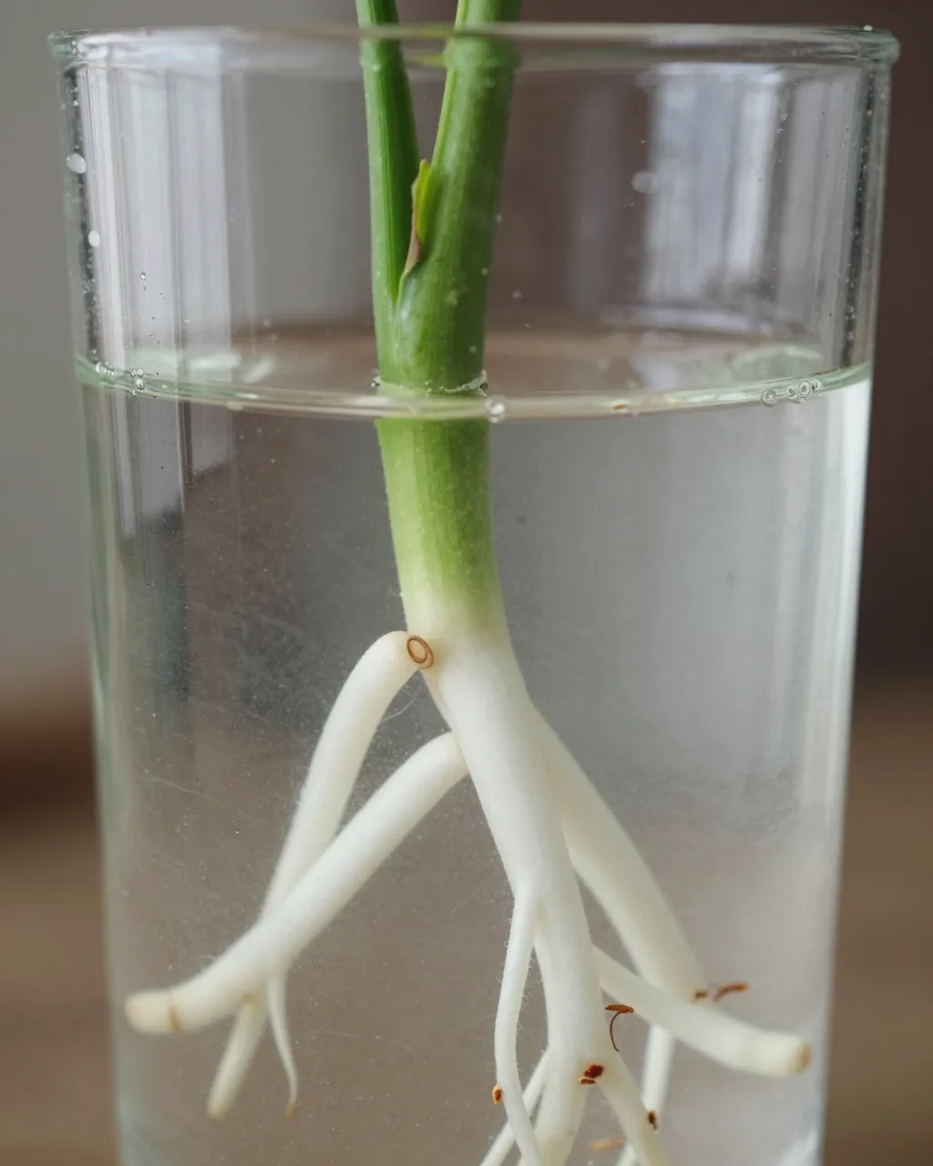 Close-up of white monstera cutting roots growing inside a clear glass of water