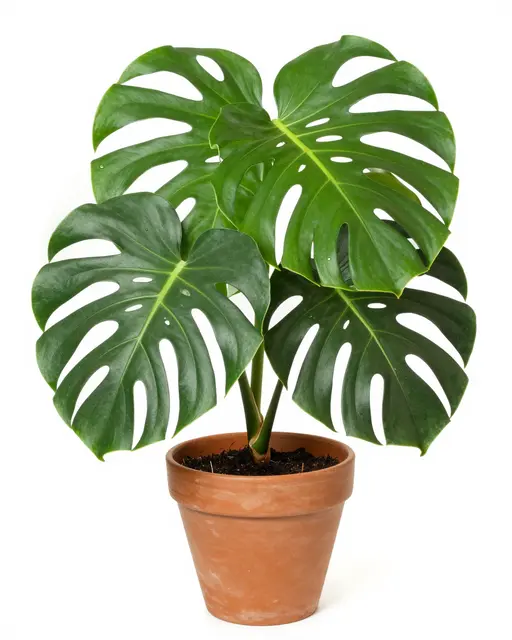 A healthy monstera houseplant with large split leaves sits in a terracotta pot against a plain white background