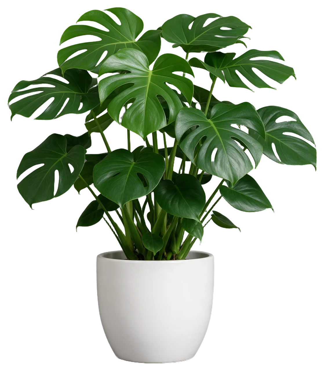 Lush leafy monstera houseplant growing in a matte white ceramic pot