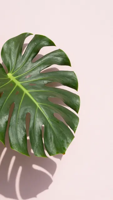 A glossy dark green monstera leaf rests against a pale pink wall with bright sunlit shadows and ample copy space.