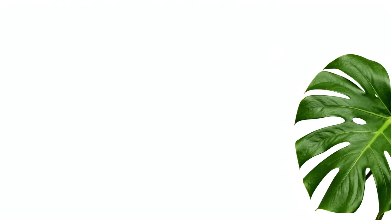 A single green monstera leaf sits along the right edge of a plain white background with large blank copy space.