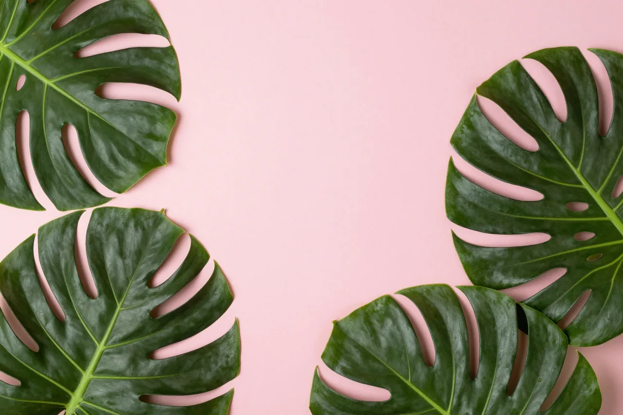 Four dark green monstera leaves frame an empty solid soft pink background with central copy space