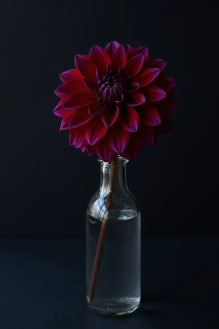 A deep red and purple dahlia sits in a plain glass bottle against a dark black backdrop