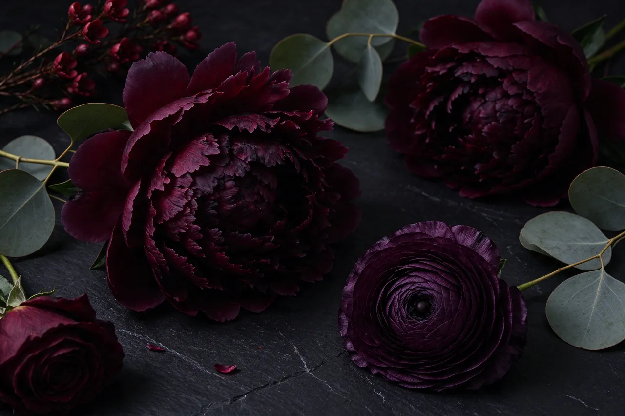 Burgundy peonies, plum ranunculus and eucalyptus arranged across a dark black slate surface in low moody light
