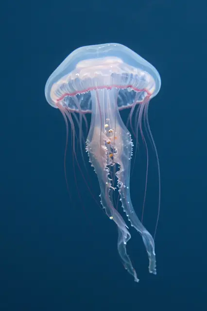 A translucent moon jellyfish with pink rim and trailing tentacles floats in deep dark blue water.