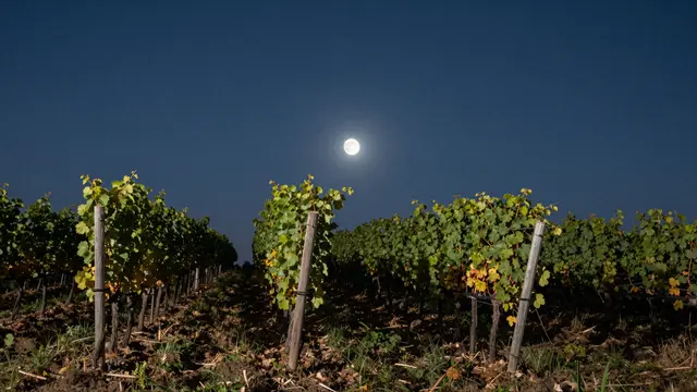 Rows of grape vines stand under a bright full moon in a dark night sky