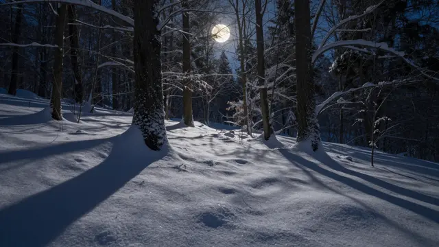 Full moon hangs over a snow-covered forest, casting long dark tree shadows across the winter ground at night