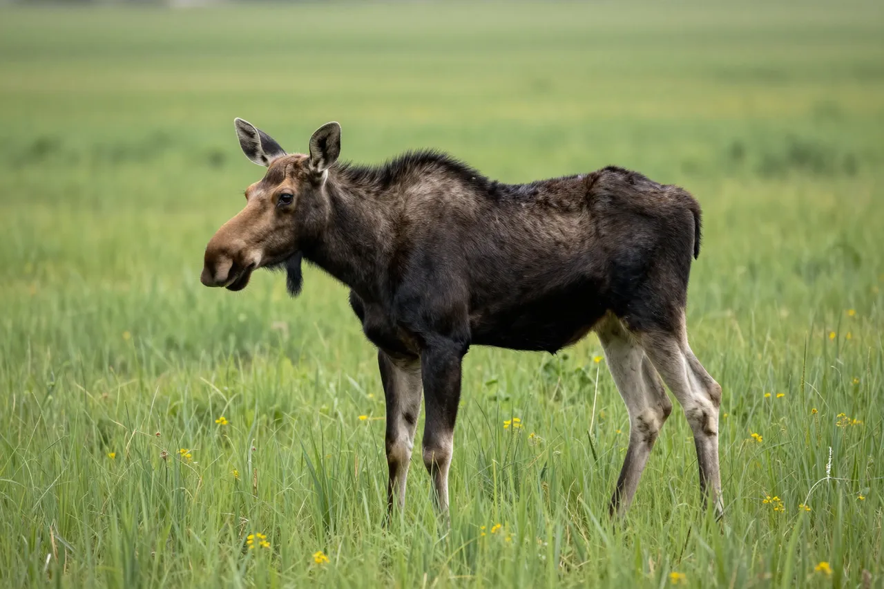 A young moose calf stands still in tall green grass dotted with small yellow wildflowers