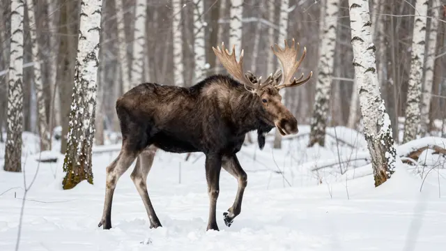 A bull moose with large antlers walks through deep snow in a winter birch forest.