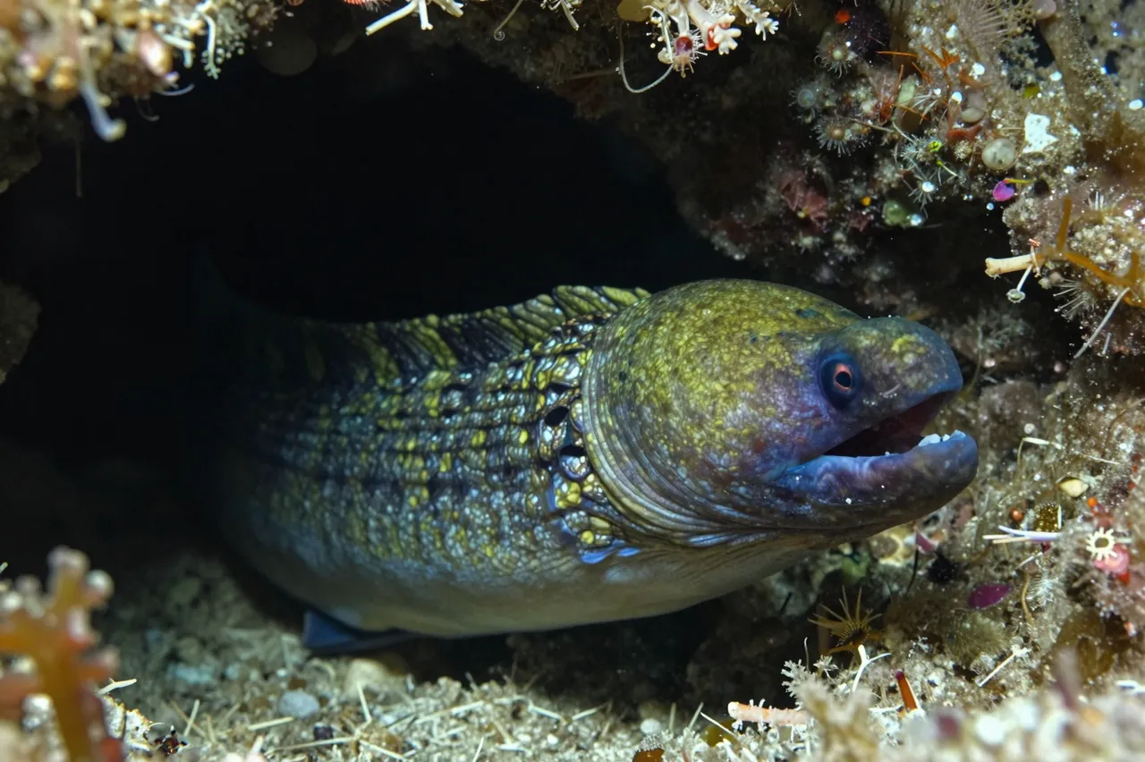 A patterned moray eel peers out from a dark crevice in an underwater coral reef