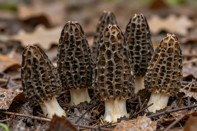 A cluster of morel mushrooms grows from damp spring forest leaf litter and twigs.