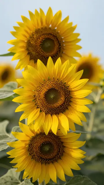 Vertical close-up of sunflowers facing toward soft morning sunlight against a pale blue sky