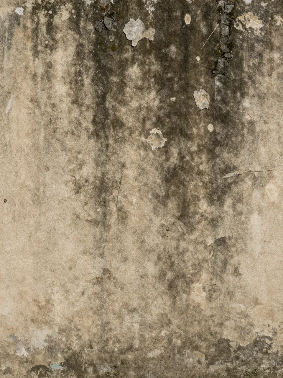 Close-up of an aged damp plaster wall with dark moss stains and peeling crumbling patches