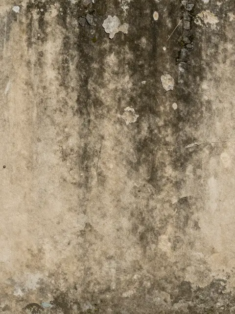 Close-up of an aged damp plaster wall with dark moss stains and peeling crumbling patches