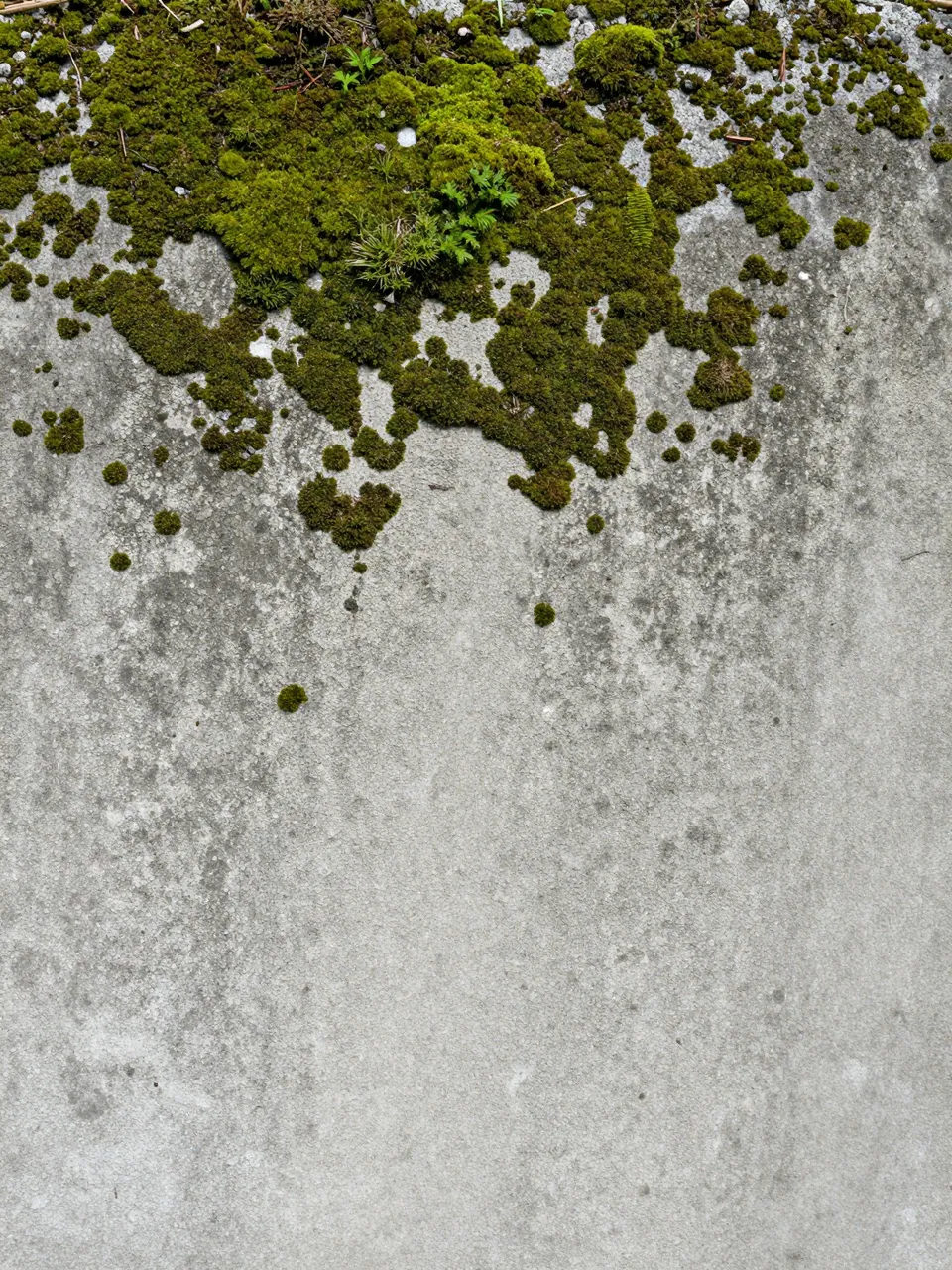 Close-up full frame view of weathered gray concrete with patches of bright fuzzy green moss clustered along the top edge