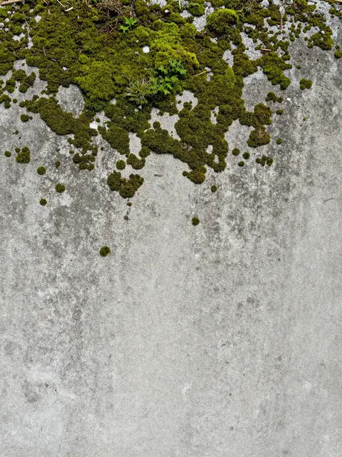 Close-up full frame view of weathered gray concrete with patches of bright fuzzy green moss clustered along the top edge