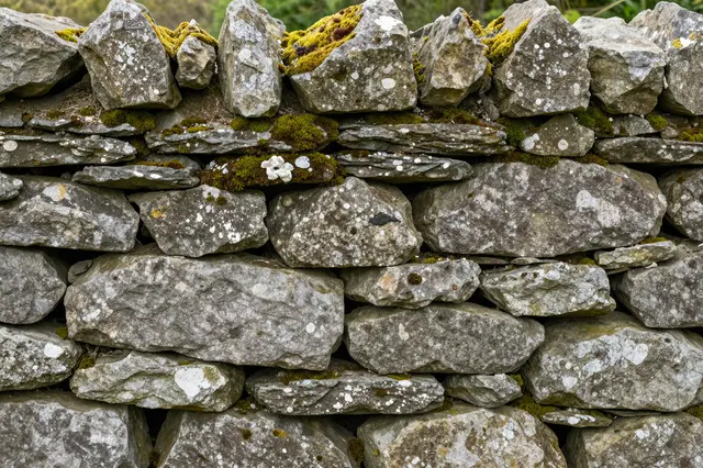 Close-up of a rough dry-stone wall with bright moss growing in the gaps between weathered gray rocks