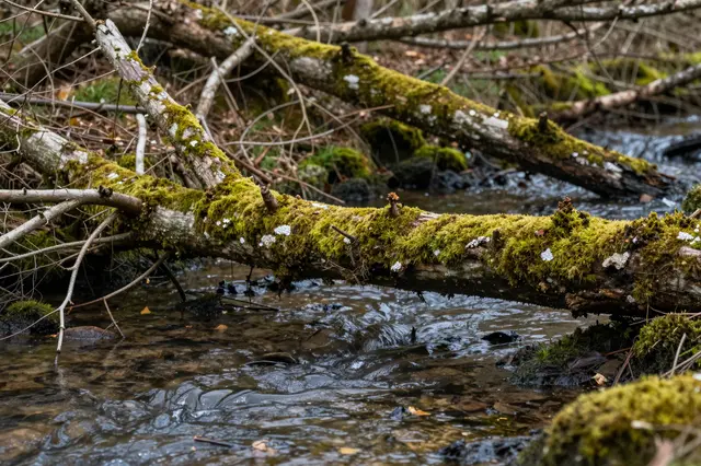 A moss-covered fallen tree branch stretches across a flowing forest stream