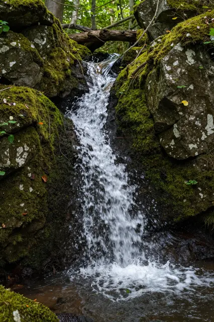 A small cascading stream tumbles over moss covered rocks in a shaded forest.