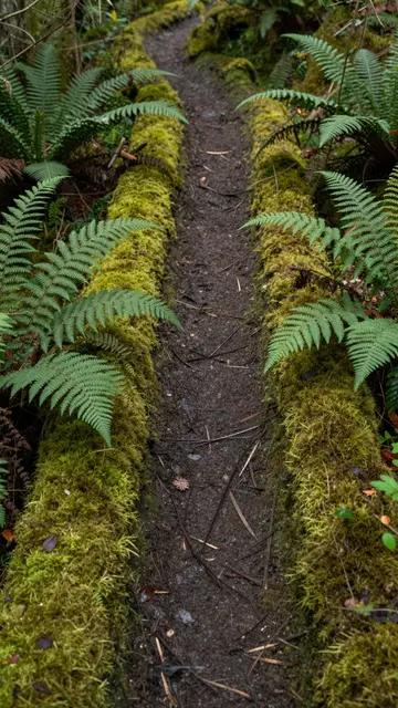 A narrow dirt hiking trail runs through a dense forest lined with vibrant moss and feathery ferns.