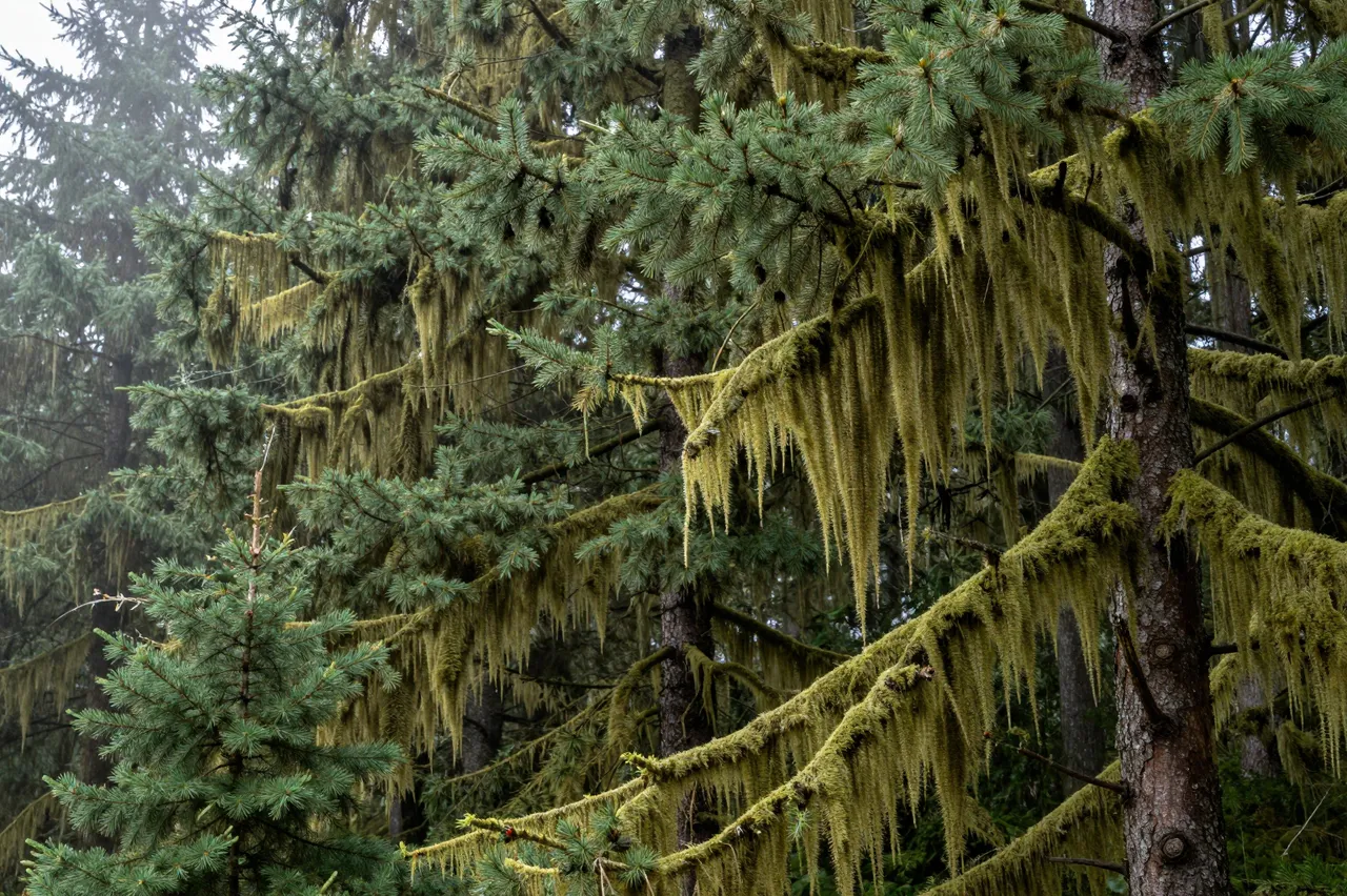 Dense spruce trees draped in hanging moss stand amid soft forest mist