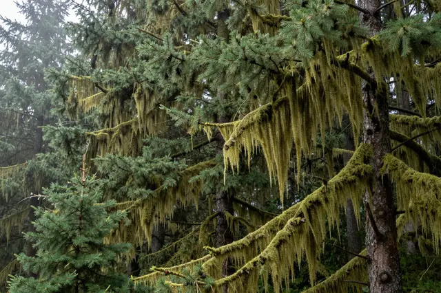 Dense spruce trees draped in hanging moss stand amid soft forest mist