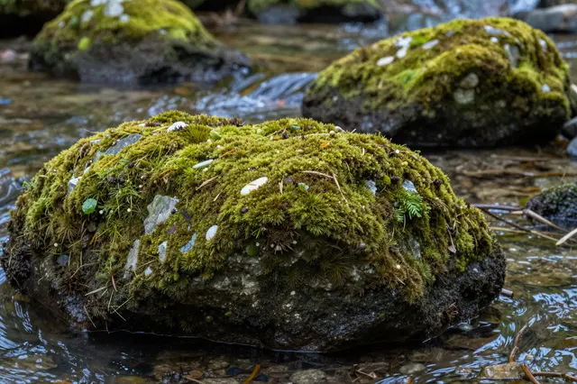 Dense moss-covered rocks sit partially submerged in a clear shallow mountain stream.