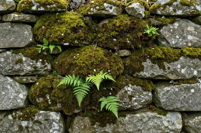 Weathered old dry stone wall covered in thick green moss and small bright fern fronds