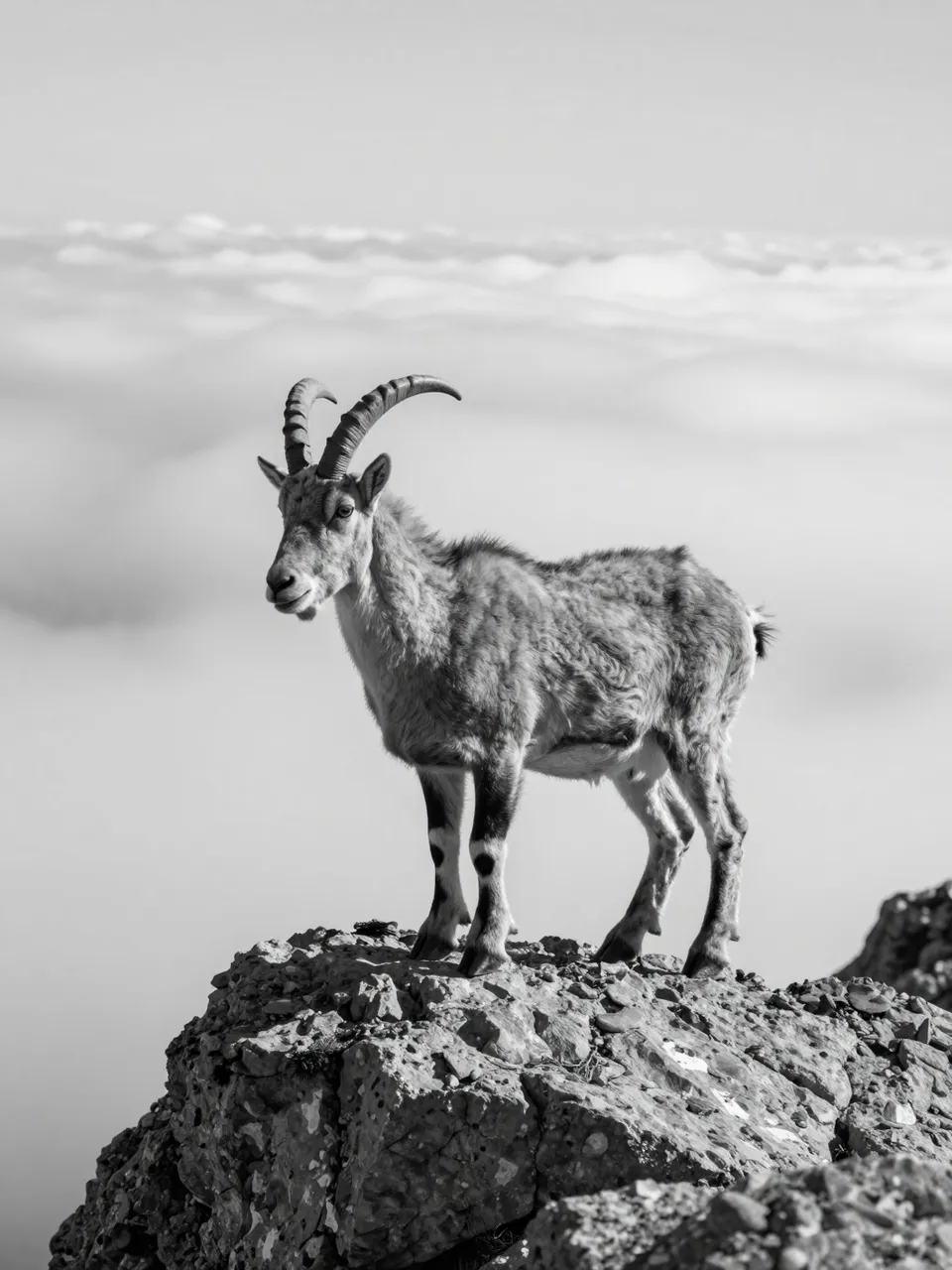 A horned mountain goat stands on a rocky crag high above a sea of clouds in black and white