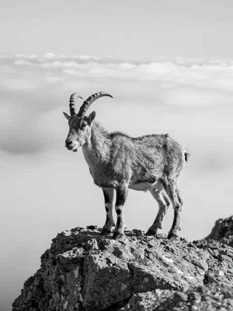 A horned mountain goat stands on a rocky crag high above a sea of clouds in black and white