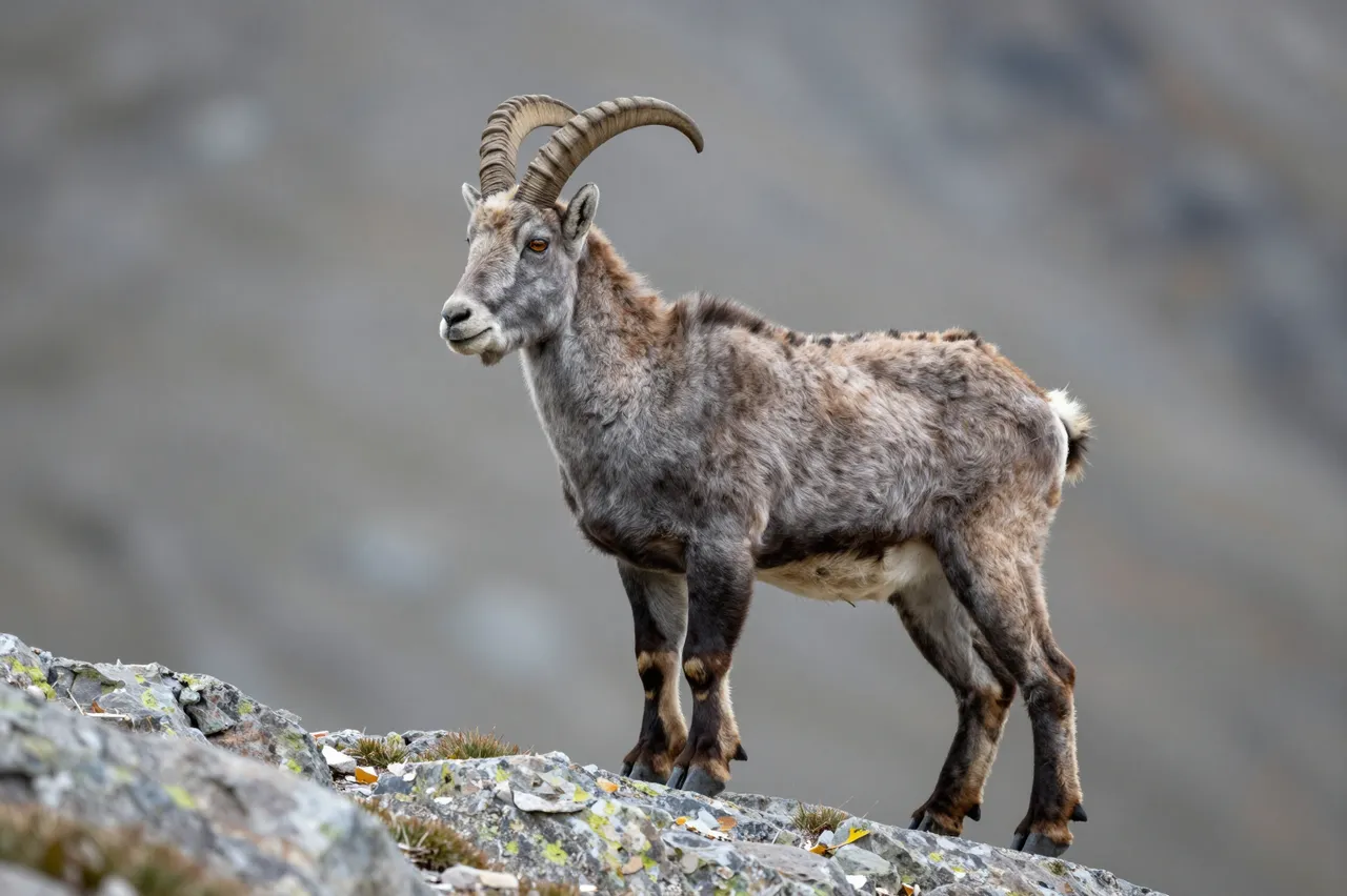 A horned mountain goat stands still on a lichen-covered alpine rock ledge against a blurred mountain background