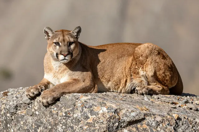A mountain lion lies relaxed on a sunlit rocky ledge, gazing directly at the camera with a blurred mountain backdrop.