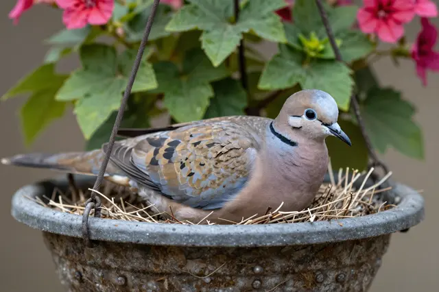 A mourning dove sits on a straw nest inside a hanging flower basket with pink blooms and green foliage.