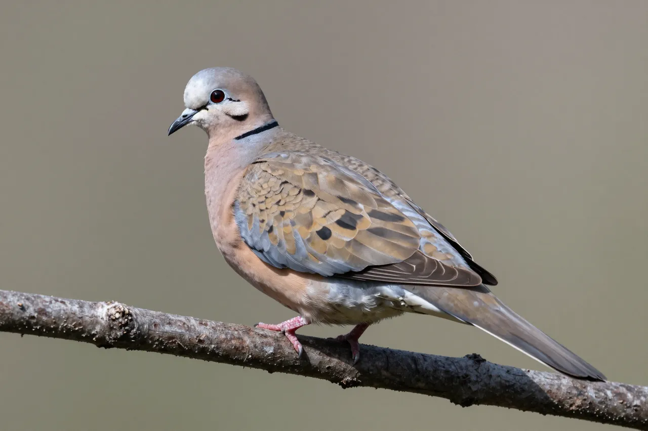 A mourning dove perches on a thin textured branch against a soft blurred neutral background.