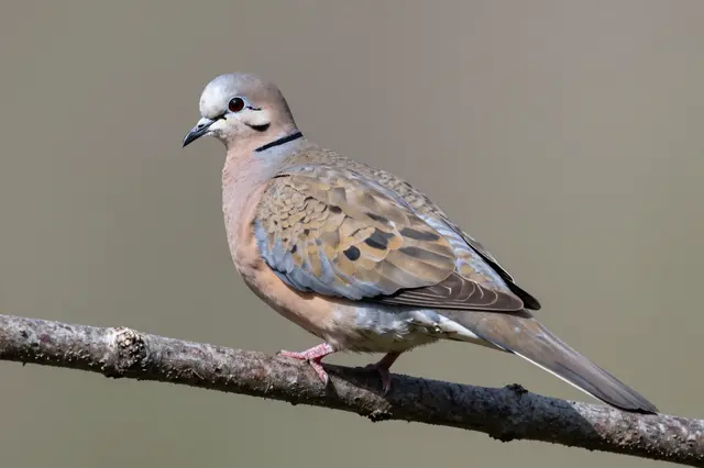 A mourning dove perches on a thin textured branch against a soft blurred neutral background.