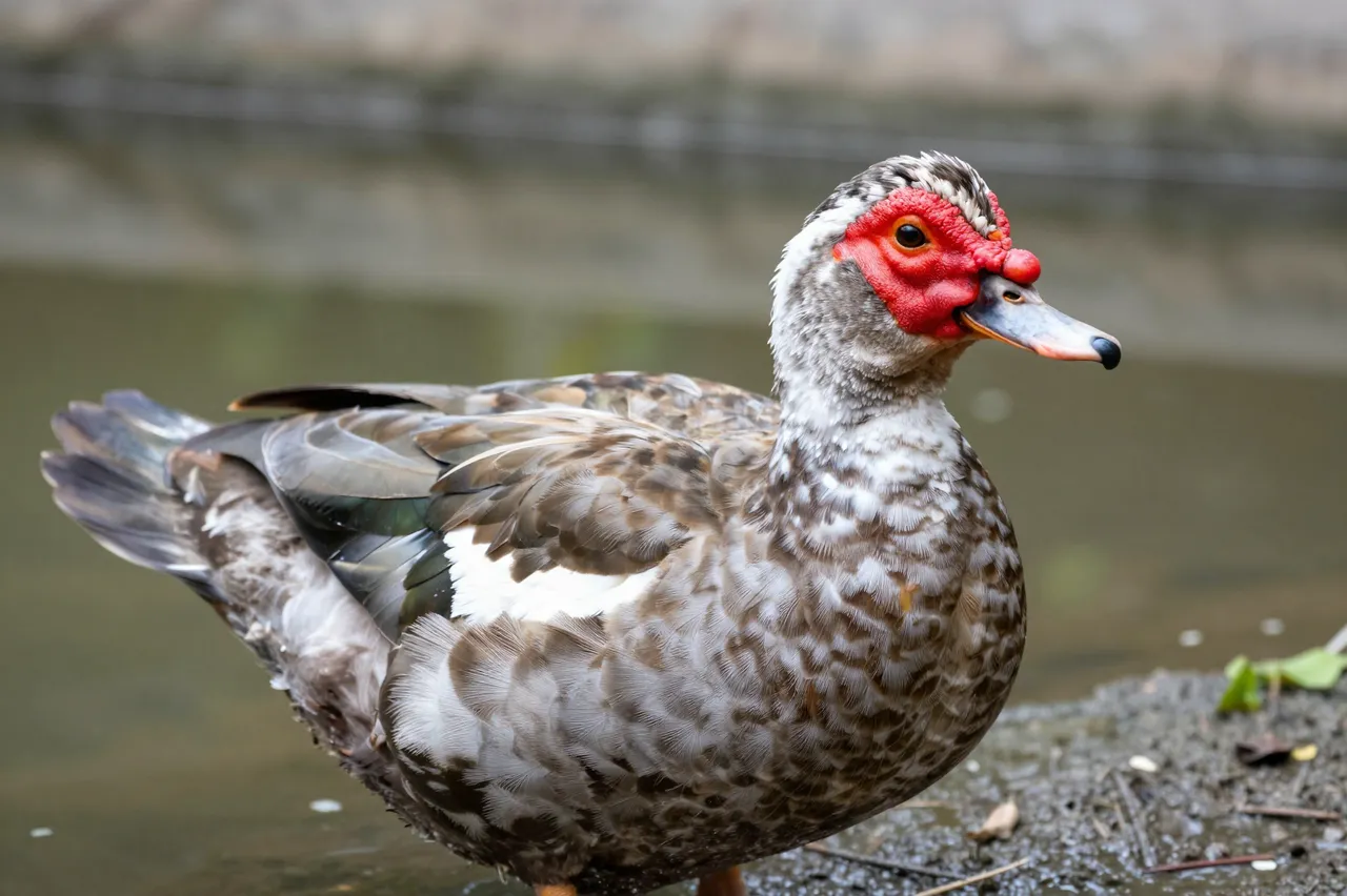A muscovy duck with red facial skin stands on muddy pond edge beside calm water
