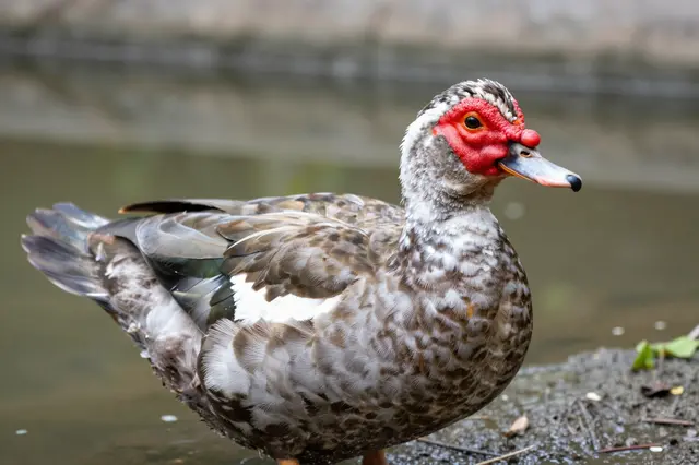 A muscovy duck with red facial skin stands on muddy pond edge beside calm water