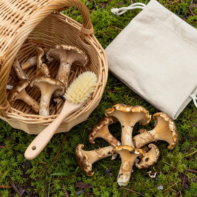 Wicker basket, foraging brush, linen bag and wild mushrooms arranged on green forest moss