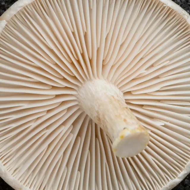 Close-up macro view of pale radiating mushroom gills filling the full frame