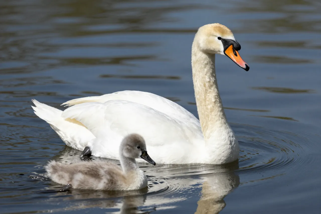 An adult mute swan swims alongside a fluffy cygnet on calm rippling river water