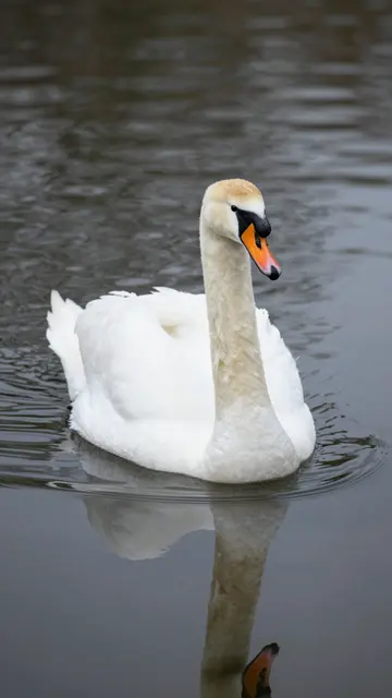 A white mute swan floats on calm dark lake water with a soft partial reflection below it